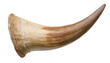 © Thak Pixel - close-up of single curved cow horn with natural texture and detail on isolated background for wildlife and rustic concept