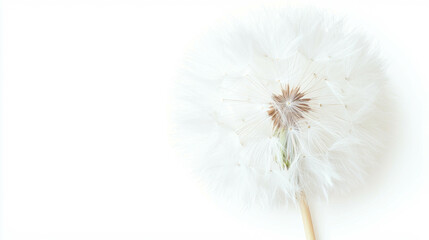 Poster - Realistic dandelion seed head close-up for nature and botanical art design