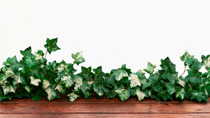 Poster - Realistic ivy branch with green and white leaves on wooden surface for nature design