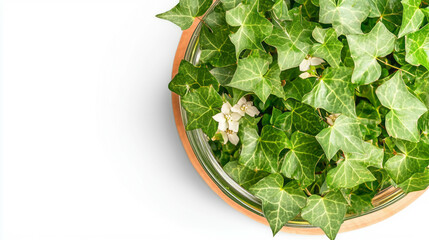 Aufkleber - Lush ivy branch with small white flowers on a textured background for botanical design