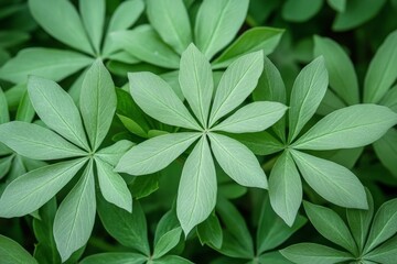 Poster - Green leaves of a plant showing intricate patterns in a natural setting during a sunny day in spring