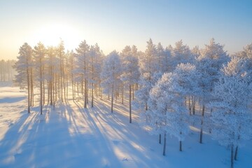 Poster - Winter landscape with frosted trees and sunlight in a snowy forest