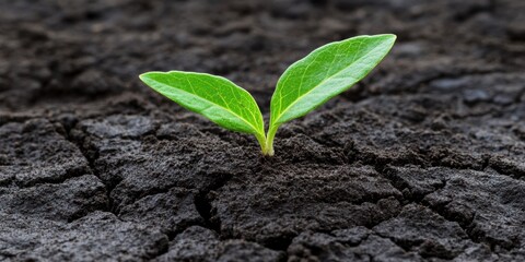 Aufkleber - Regenerative Green Growth Vibrant Seedling Emerging from Cracked Earth - Eco-Resilience, Climate Hope, and Sustainable Transformation Metaphor