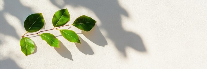 Poster - Minimalist Biophilic Design Soft Shadow Overlay of Fresh Green Leaves - Natural Light Aesthetic for Wellness Branding and Creative Visual Content