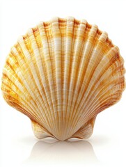 Poster - Captivating seashell close up on white backdrop showcasing intricate ridges and warm golden hues reflecting light in a studio shot for stock photography