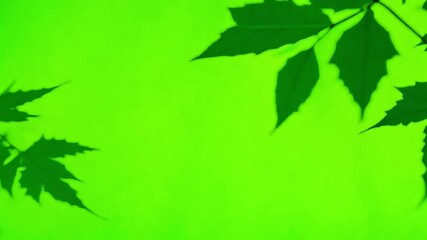 Poster - Nature's Neon Embrace: A close-up view of elegant green leaves cast intricate shadows against a vibrant, neon-green background, inviting contemplation on nature's designs
