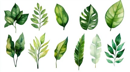 Poster - Vibrant green leaves display nature botanical art studio aesthetic watercolor illustrations for home decor