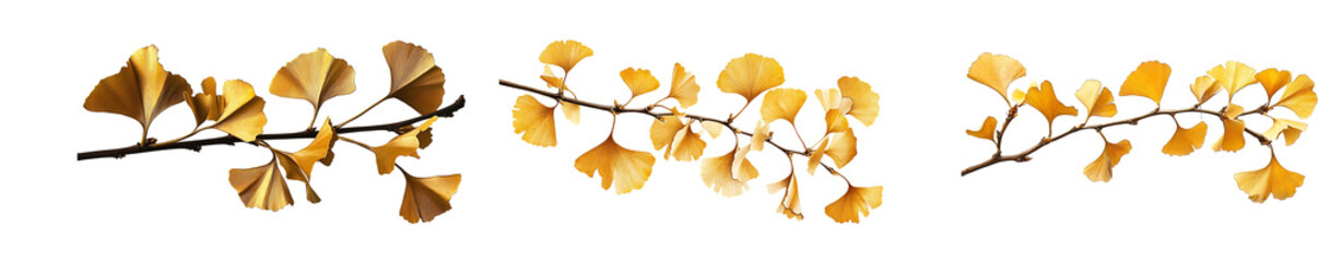Golden ginkgo leaves on branch