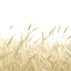 Naklejka na meble Golden Wheat Field - A Bountiful Harvest
