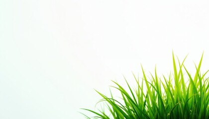 Wall Mural - close-up view of vibrant green grass blades against white background. fresh, natural, clean. ideal f