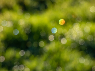 Wall Mural - Green bokeh effect and purposely blurred view of sunlight throught green leaves. Green, blurry background with shiny bokeh effect