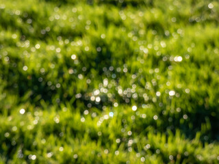 Wall Mural - Green bokeh effect and purposely blurred view of sunlight throught green leaves. Green, blurry background with shiny bokeh effect
