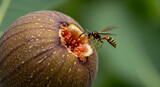 Fig wasp poised at the opening of a ripe syconium fruit in nature