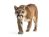 Cougar Walking Forward Isolated on White Background in Studio Shot