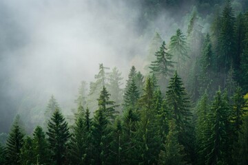 Poster - a dense forest with tall green trees, shrouded in mist or fog. The scene has a serene and somewhat mysterious atmosphere due to the fog.