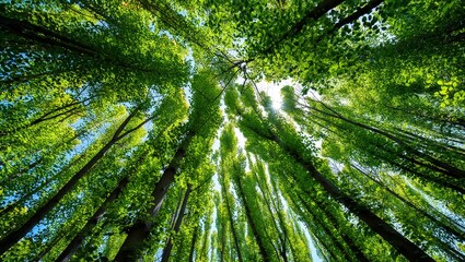 Aufkleber - a forest with tall trees and sunlight filtering through the canopy, creating a beautiful and serene atmosphere.