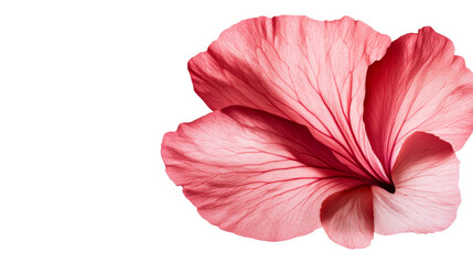  Delicate Pink Hibiscus Bloom Detailed Veins, Petals, Isolated, cut out transparent