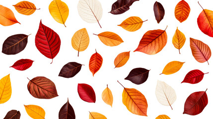 Wall Mural - colorful fall leaves arranged on a black background, cut out transparent