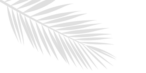 Poster - An Intricate Shadow of Tropical Palm Leaf Branches Showing in the Upper Left Corner Isolated on a Transparent or White Background
