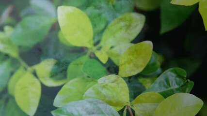 Poster - Creating serene atmosphere, mist surrounds green leaves in natural animation