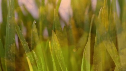 Poster - Dewdrops glistening on green grass blades in soft, warm morning light