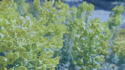 Poster - Creating abstract nature scene, green plants with textured blue animation overlay