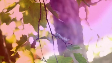 Poster - Sunlight filtering through colorful autumn leaves creating animation in serene forest