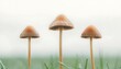© Kumala - Three Mushrooms in Grass for Soft Focus.