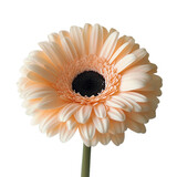 Gerbera Daisy with Soft Peach Petals and Dark Center on Transparent