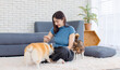 © Bangkok Click Studio - Portrait of asian young beautiful woman happy smile sitting on carpet floor playing cute welsh corgi and chihuahua dog in living room at home concept friendship animals lifestyle enjoy love pet friend