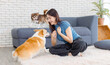 © Bangkok Click Studio - Portrait of asian young beautiful woman happy smile sitting on carpet floor playing cute welsh corgi and chihuahua dog in living room at home concept friendship animals lifestyle enjoy love pet friend