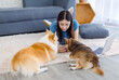 © Bangkok Click Studio - Portrait of asian young beautiful woman happy smile lying on carpet floor playing cute welsh corgi and chihuahua dog in living room at home concept friendship animals lifestyle enjoy love pet friend