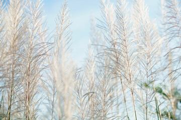  Delicate White Grass Sways in Soft Breeze Under Clear Blue Sky