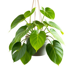 set of a hanging plant, leaves of the philodendron pathos family, isolated on a transparent backgrou
