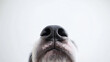 © NNS Studio - Boston terrier dog funny close nose wide angle portrait white background adult black white puppy face quirky alert ears humorous studio pet animal photography concept calm coat soft vet loyal sharp