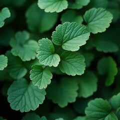 Poster - Lush Greenery: A Captivating Close-Up of Textured Leaves Displaying Nature's Delicate Beauty in Verdant Hues