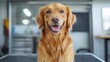 © aun - Happy Golden Retriever Smiling in Bright Indoor Space