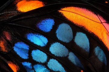 Fototapete - Colorful butterfly wings display vibrant patterns and textures in macro detail during a sunny day in a tranquil garden