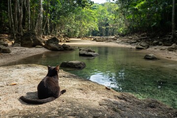 Aufkleber - Black cat resting on a rock near a calm river in a lush green forest during daylight hours