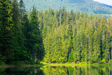 Wall Mural - lake among spruce forest. europe woodland wallpaper. green trees reflecting on the calm water surfac