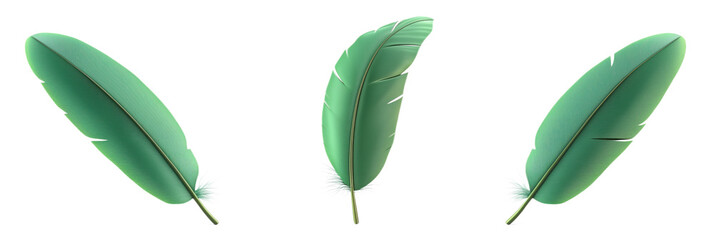 Poster - Green feathers, three distinct shapes, vibrant colors, smooth texture, natural design, isolated on transparent background, png