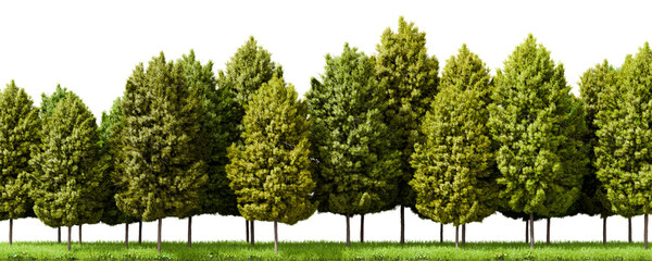 Fototapete - Row of trees isolated on transparent background. 3D rendering illustration