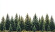 © jirapong - Lush Green Evergreen Trees Against White Background in Natural Setting Forest Scene