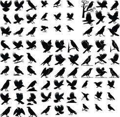 set of silhouettes of birds A collection of crow bird silhouettes, predominantly crows or ravens crow setting on a branch line art silhouette vector Flying Crow Bird Silhouette Design And Vector Illus