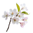 © Clicks - Cherry blossom sprig with a few open flowers, isolated on white background