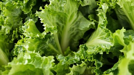 Poster - Fresh Green Lettuce Ready for Salad Preparation in the Kitchen Generative AI