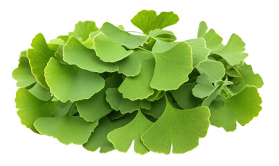 Poster - Ginkgo biloba leaves, vibrant green foliage, unique fan-shaped leaves, natural herbal remedy, traditional medicine, ornamental plant, isolated on transparent background, png