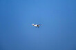 © suman - propeller plane is flying on isolated blue sky