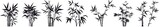 Monochrome Bamboo Collection: A detailed monochrome collection of bamboo plants, depicting their elegant form and intricate leaf structure, evoking a sense of calm, beauty, and natural elegance.