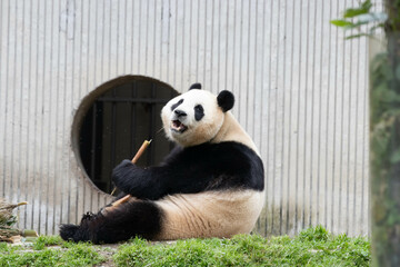 Wall Mural - close up sweet panda returned from south korea, fu bao, wolong china